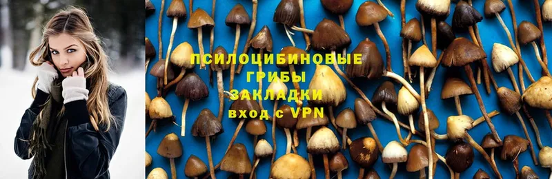 Галлюциногенные грибы Cubensis  Чита 